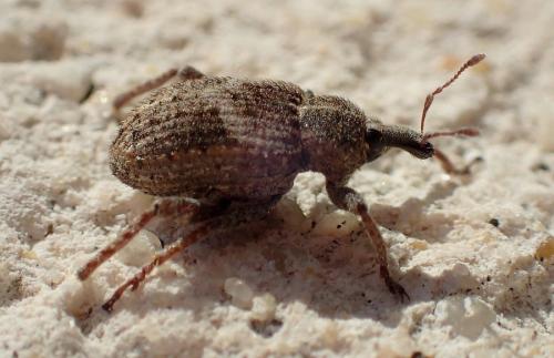 Brachypera lunata